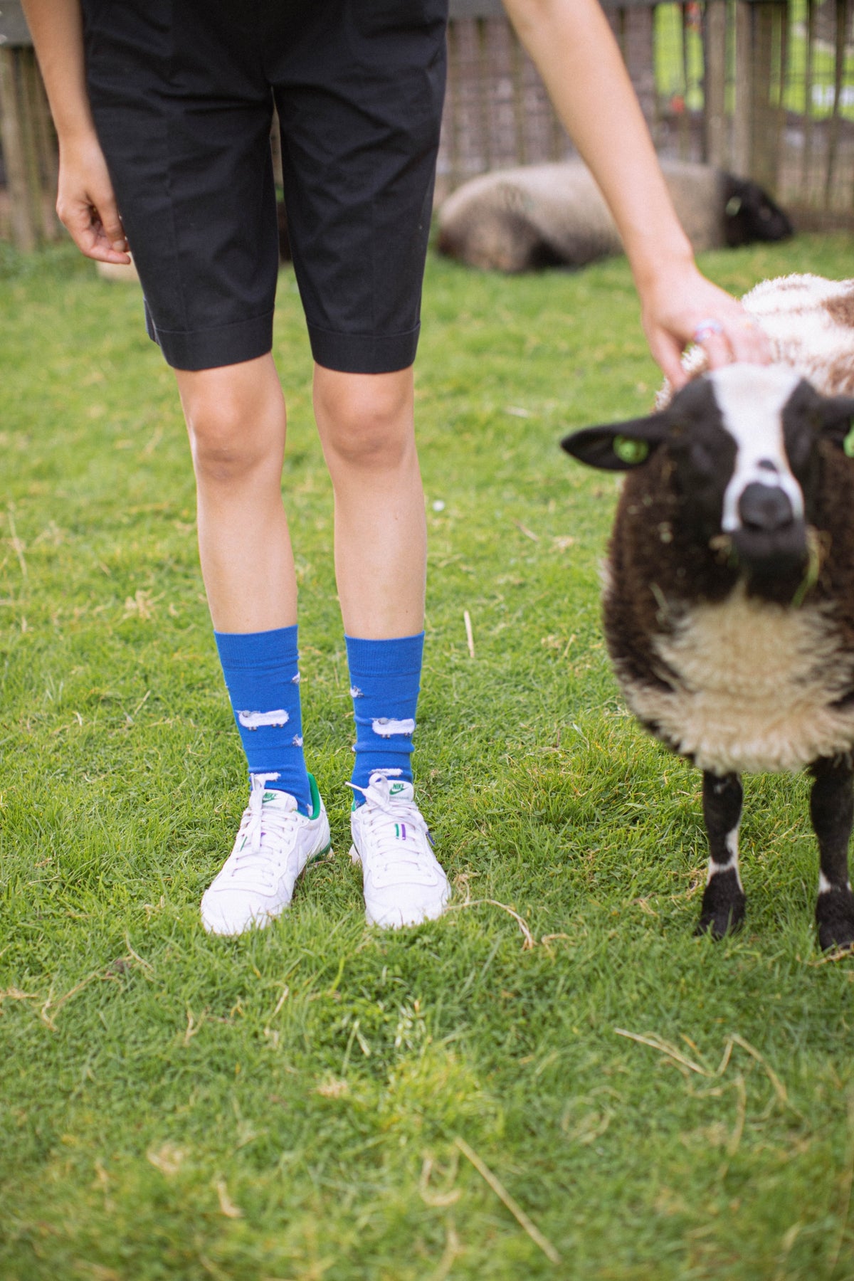 Sheep | Blue