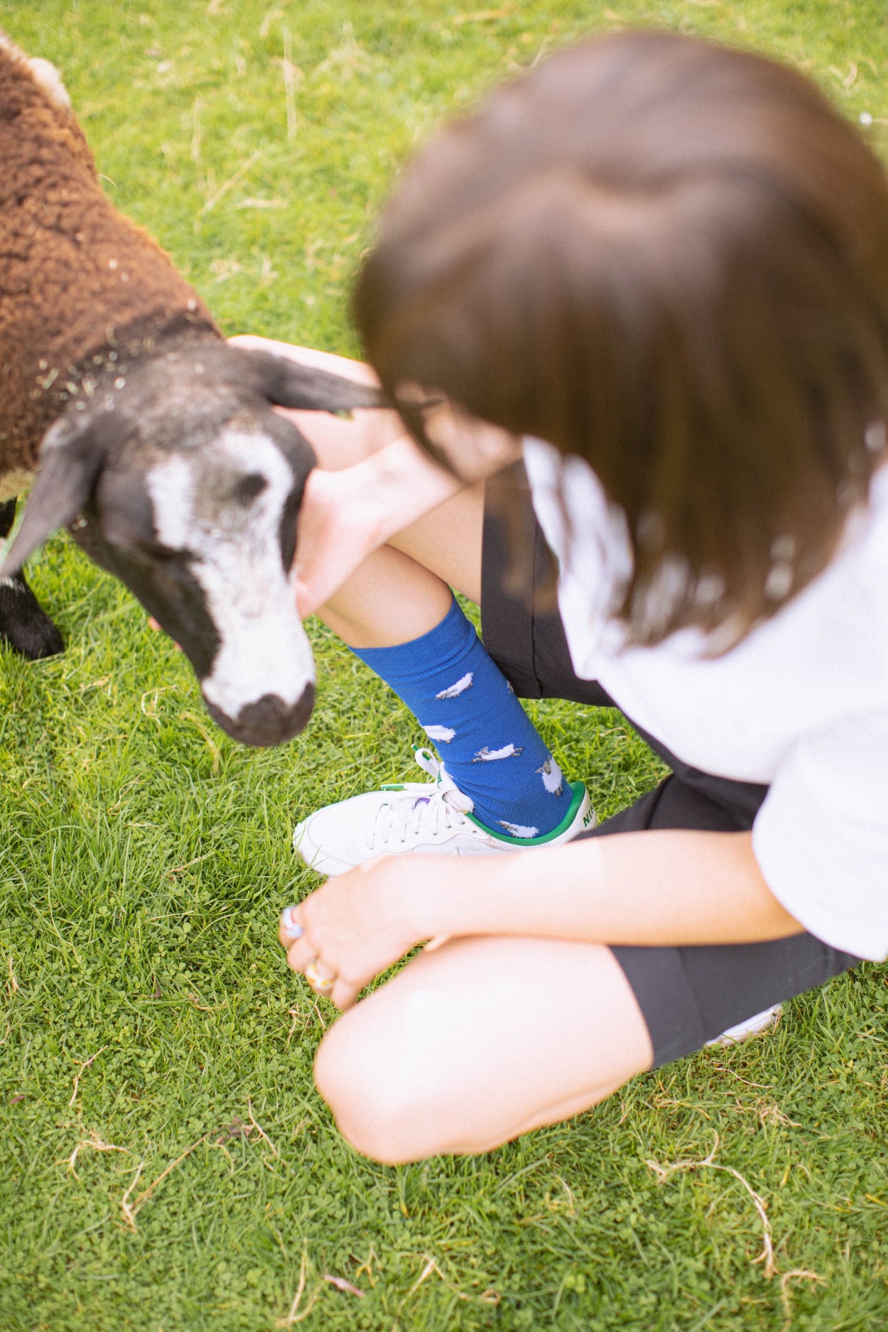 Sheep | Blue